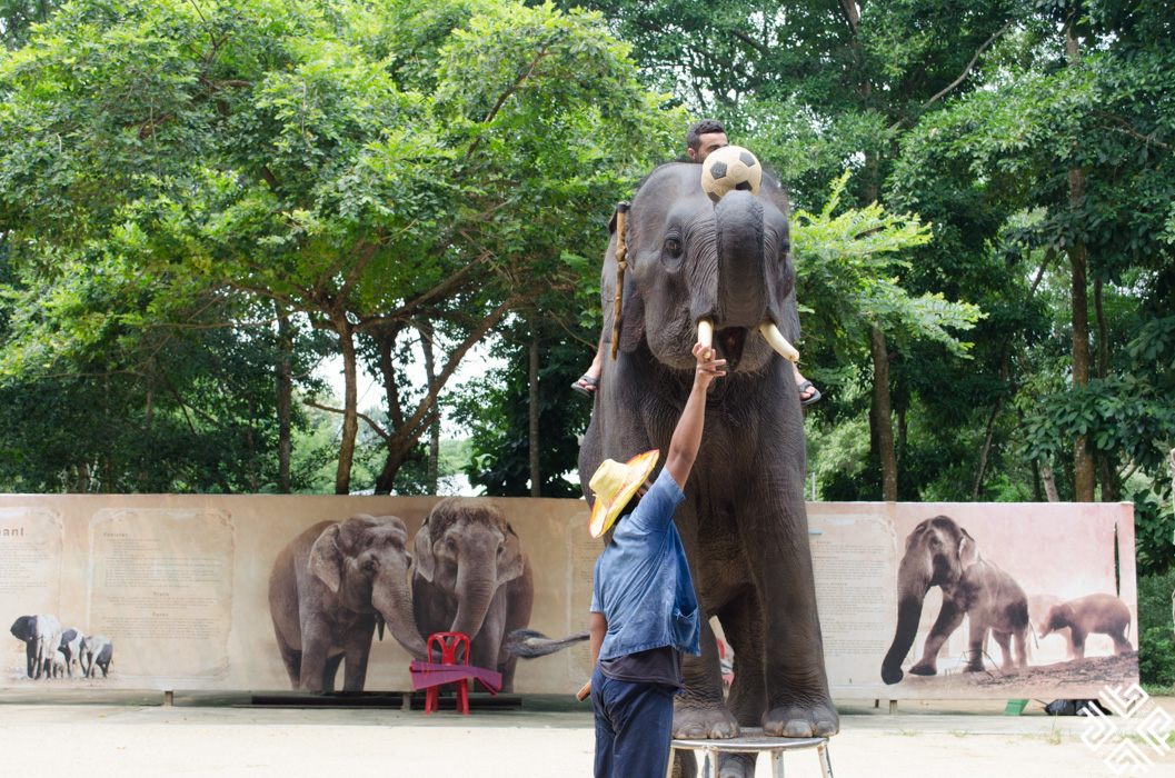 Elephant show Koh Samui-1